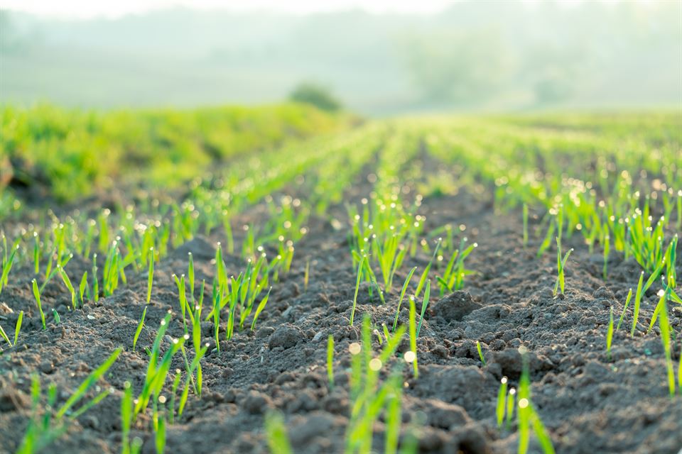 Agricultural field with green shoots of plants Réussir ses semis de céréales au Luxembourg